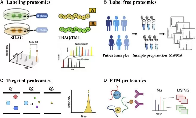 A comparison of detection methods used in quantitative proteomics. A comparison of detection methods used in quantitative proteomics.